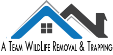 A Team Service Wildlife and Rat Removal Service.  Attic Cleaning Service In Los Angeles, Orange, Riverside and San Bernardino